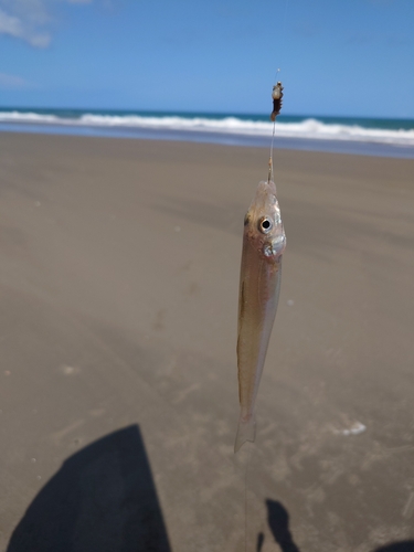 キスの釣果