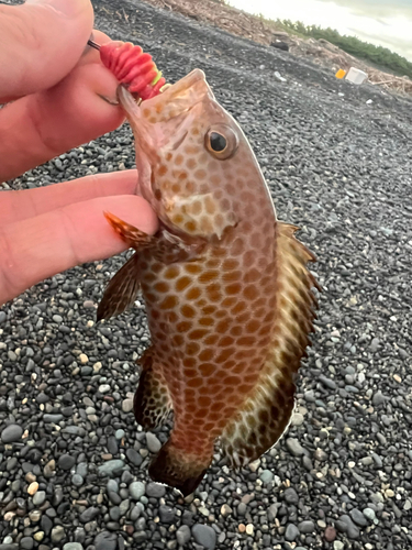 オオモンハタの釣果