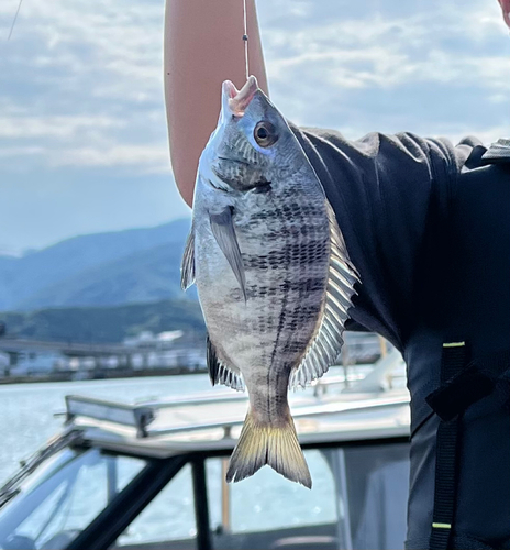 キビレの釣果