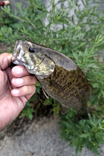 スモールマウスバスの釣果