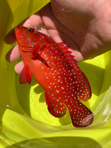 ユカタハタの釣果