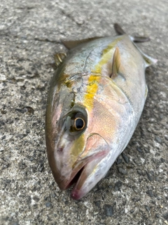 ショゴの釣果