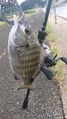 キビレの釣果