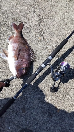 タイの釣果