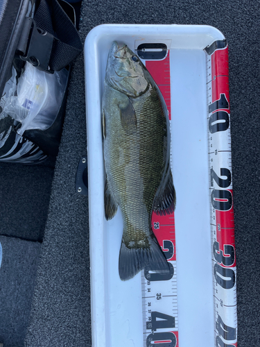 スモールマウスバスの釣果