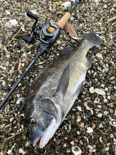 クロダイの釣果