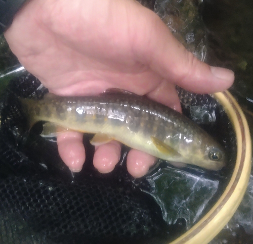 イワナの釣果