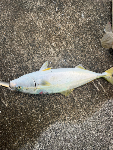 イナダの釣果