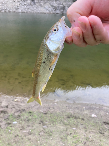 ハスの釣果