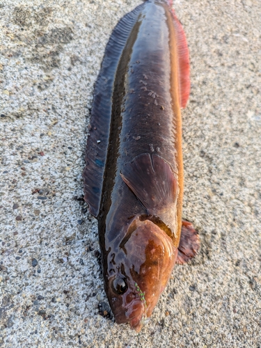 ダイナンギンポの釣果