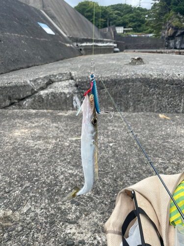 カマスの釣果