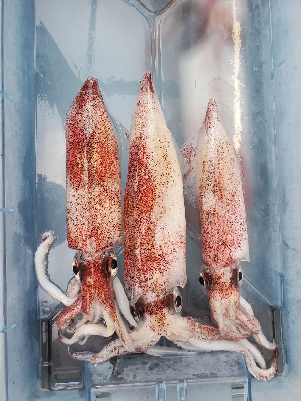 Y.azumaさんの釣果 1枚目の画像
