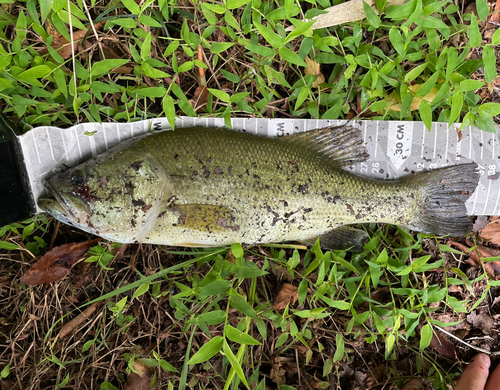 ラージマウスバスの釣果