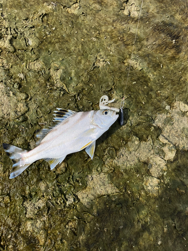 コトヒキの釣果