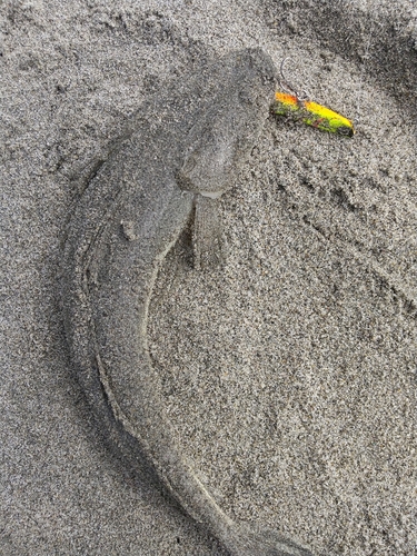 マゴチの釣果