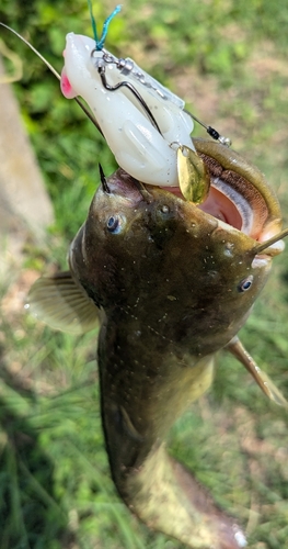 ナマズの釣果