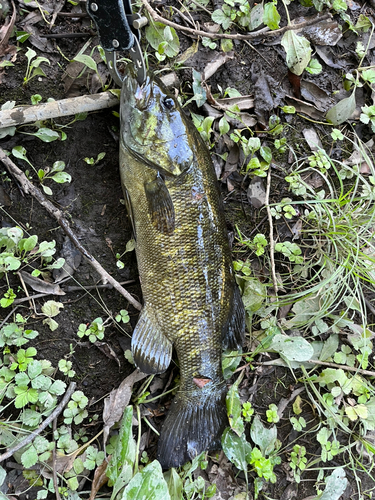 スモールマウスバスの釣果