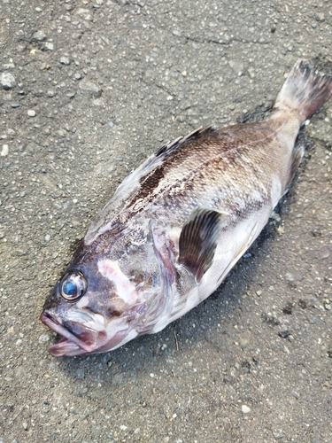 クロソイの釣果