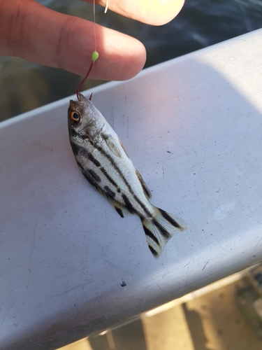 コトヒキの釣果