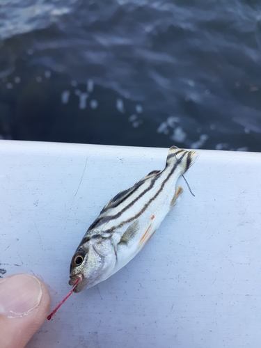 コトヒキの釣果