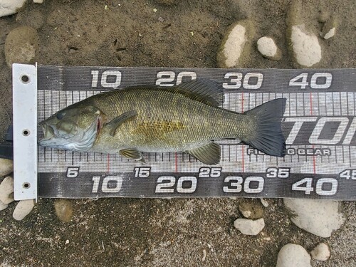 スモールマウスバスの釣果