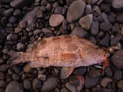 オオモンハタの釣果