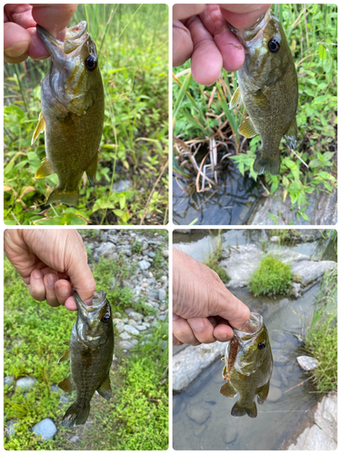 スモールマウスバスの釣果