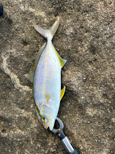 ショゴの釣果