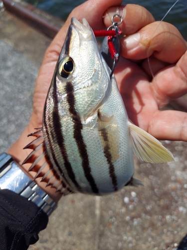 シマイサキの釣果