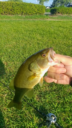 ラージマウスバスの釣果