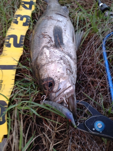 シーバスの釣果