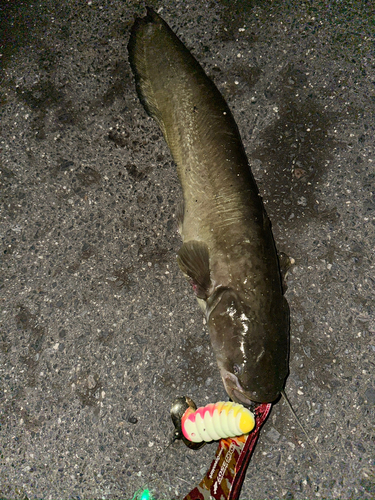 ナマズの釣果