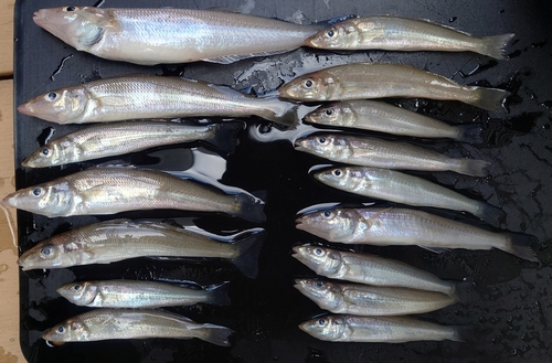 シロギスの釣果