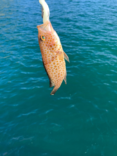 オオモンハタの釣果