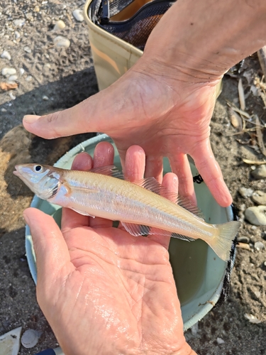 シロギスの釣果