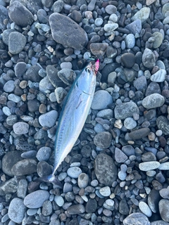 ソウダガツオの釣果