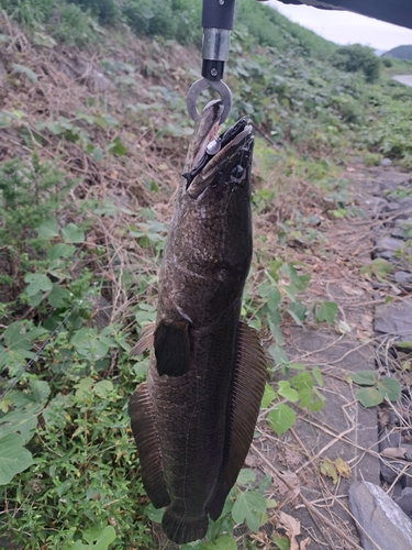 ライギョの釣果