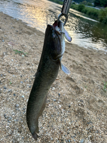 ナマズの釣果