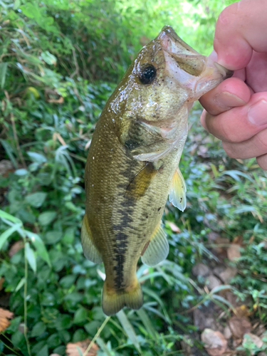 ラージマウスバスの釣果