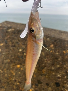 キスの釣果