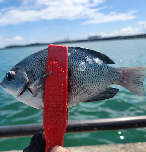 メジナの釣果