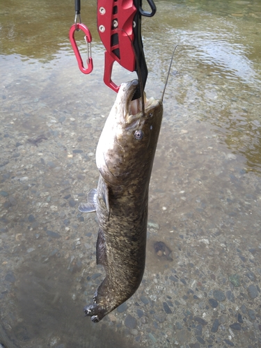 ナマズの釣果