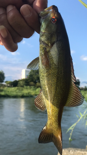 スモールマウスバスの釣果