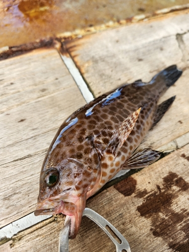 オオモンハタの釣果