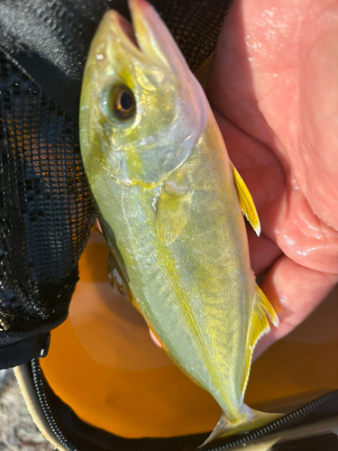 ショゴの釣果