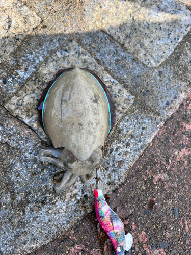 コウイカの釣果