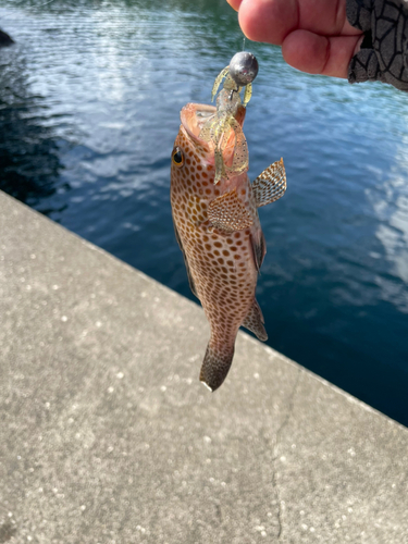 オオモンハタの釣果