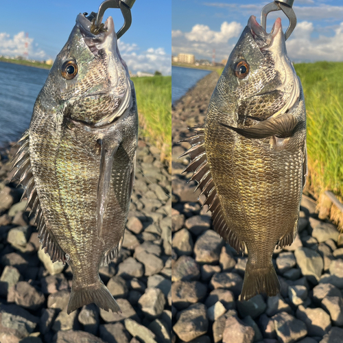 クロダイの釣果