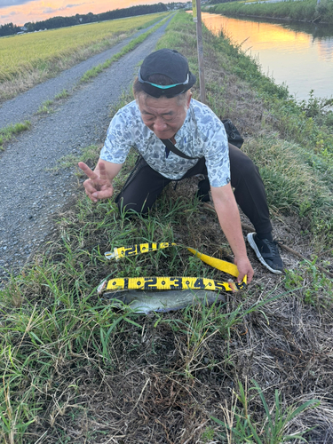 ナマズの釣果