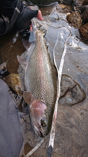 ニジマスの釣果